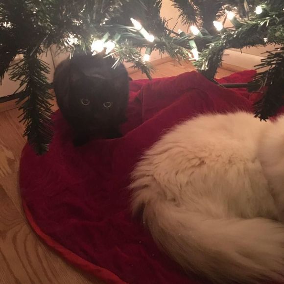 Meet your Posher, Carly - Picture 1 of 1