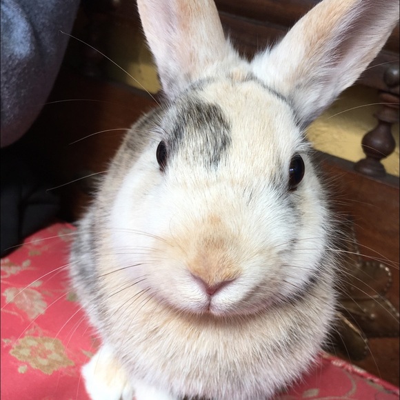 Meet your Posher, Juliana