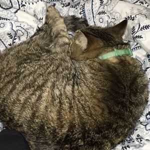 Meet your Posher, Tess