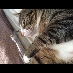 Meet your Posher, Nora