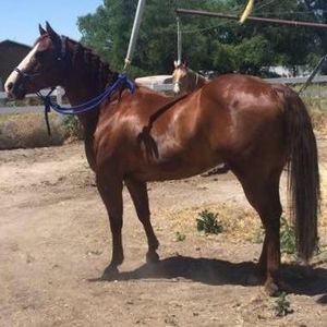 Meet your Posher, Shawnee