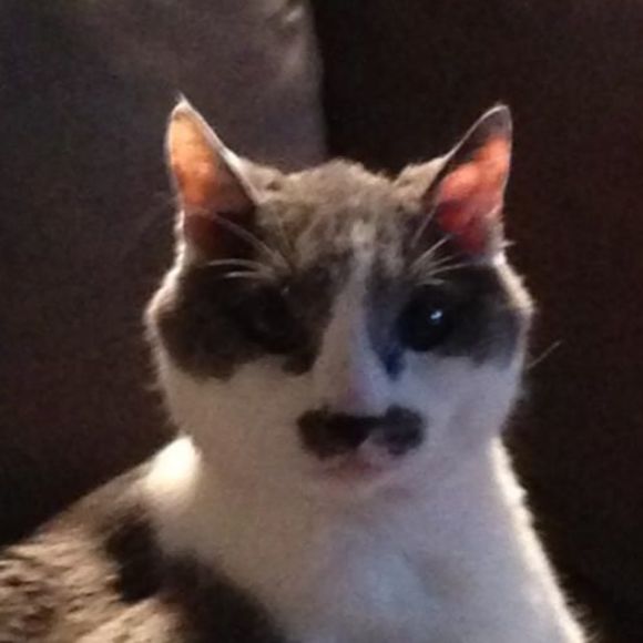 Meet your Posher, Carrie - Picture 1 of 1