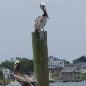 Meet your Posher, Kristina