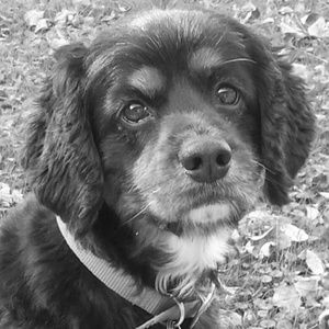 Meet your Posher, Holly