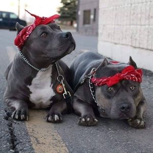 Meet your Posher, Ray