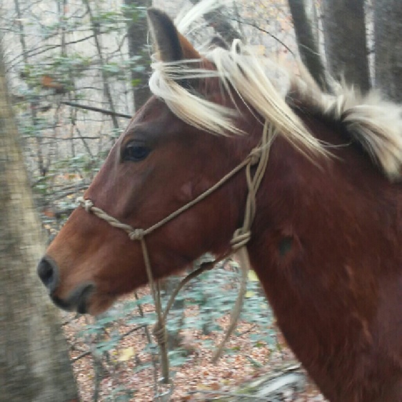 Meet your Posher, Bevin - Picture 1 of 1