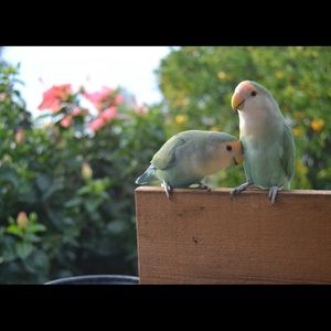 Meet your Posher, Socorro