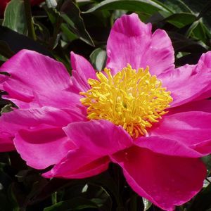 Meet your Posher, Mojgan