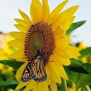 Meet your Posher, Patty