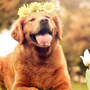 Meet your Posher, Emma