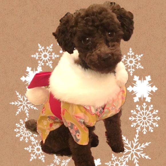 Meet your Posher, Addy - Picture 2 of 2