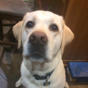 Meet your Posher, Lizzie