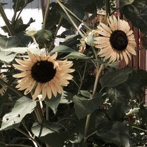 Meet your Posher, Sierra