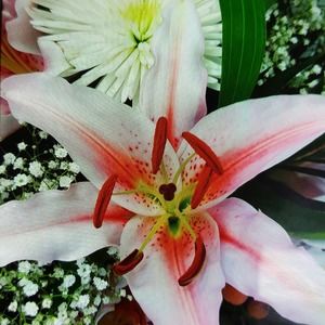 Meet your Posher, Royane