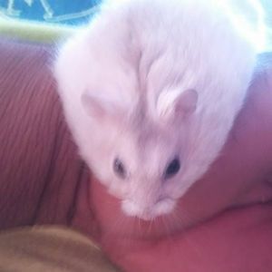 Meet your Posher, Christian