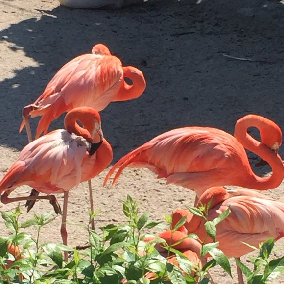 Meet your Posher, Brandi - Picture 1 of 1