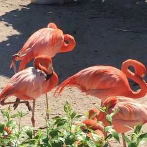 Meet your Posher, Brandi