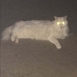 Meet your Posher, Joe