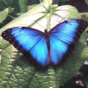 Meet your Posher, Cinnamon