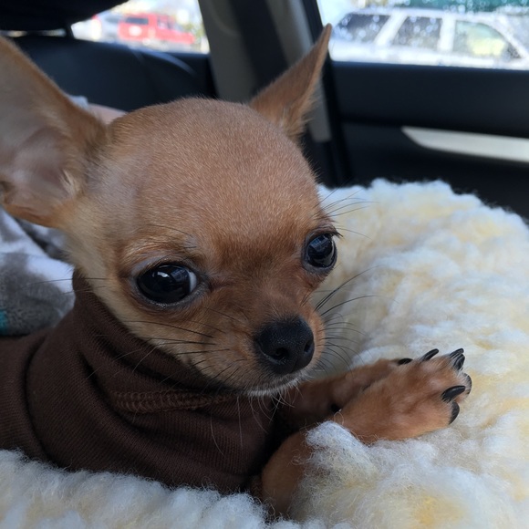 Meet your Posher - Picture 4 of 4