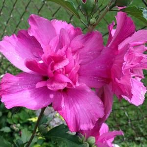 Meet your Posher, Angeles