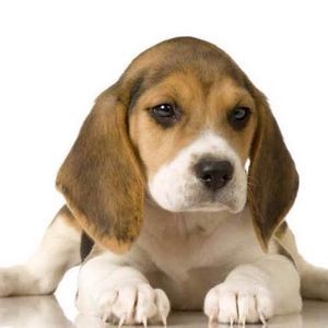 Meet your Posher, Gregorio