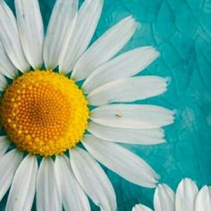 Meet your Posher, Isabella