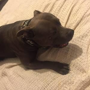 Meet your Posher, Cody