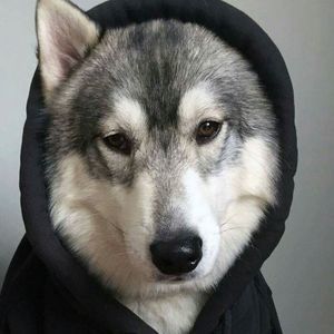 Meet your Posher, Ruefies