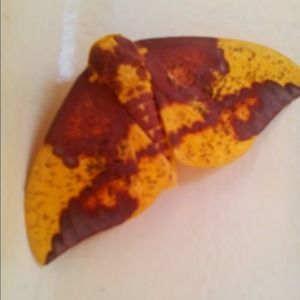 Meet your Posher, Ileana