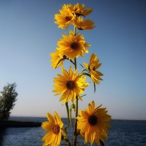 Meet your Posher, Alicia