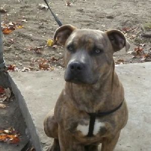 Meet your Posher, Pierre