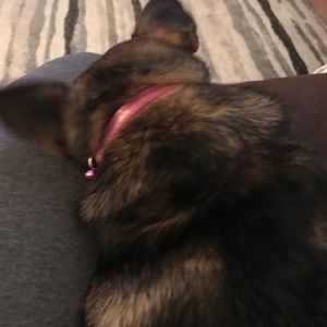 Meet your Posher, Penny