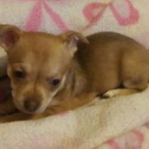 Meet your Posher, Jerronica