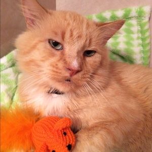 Meet your Posher, Steve