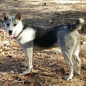 Meet your Posher, Alan