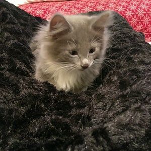 Meet your Posher, Armella