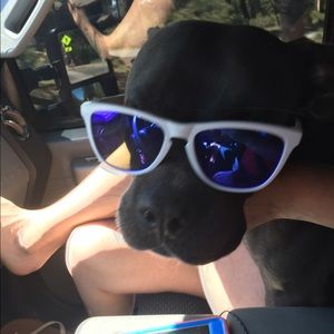 Meet your Posher, Trevor