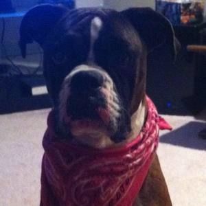 Meet your Posher, Steve