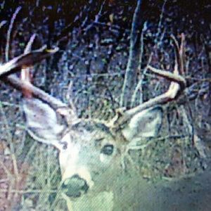 Meet your Posher, Penny