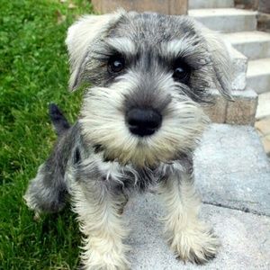 Meet your Posher, Sydney