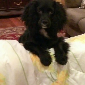 Meet your Posher, Joy