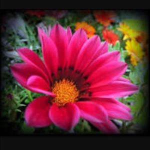 Meet your Posher, Tyra