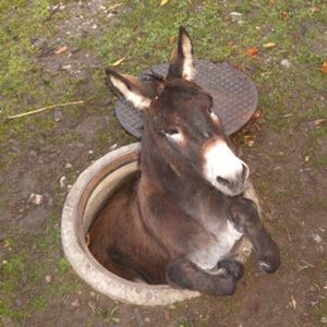 Meet your Posher, Dillon