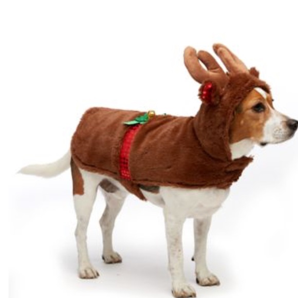 Dog/cat costumes!