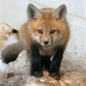 Meet your Posher, Gina r