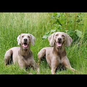 Meet your Posher, Shana