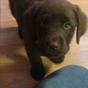 Meet your Posher, Josephine