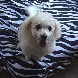 Meet your Posher, Bre