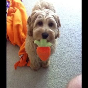 Meet your Posher, Will